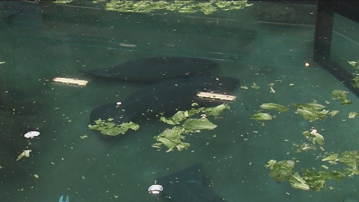 New manatee rehabilitation options